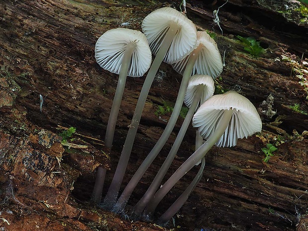 prilbička Abramsova Mycena abramsii (Murrill) Murrill