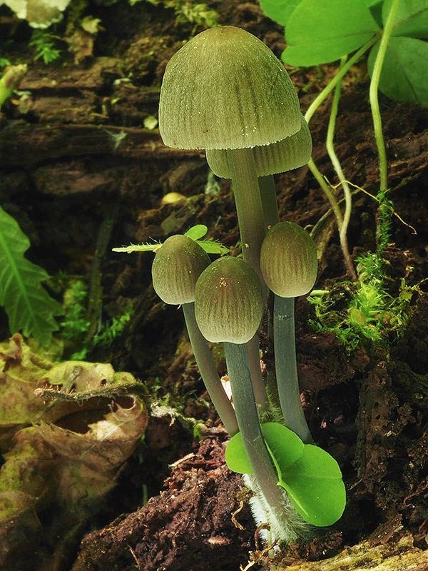 prilbička Abramsova Mycena abramsii (Murrill) Murrill