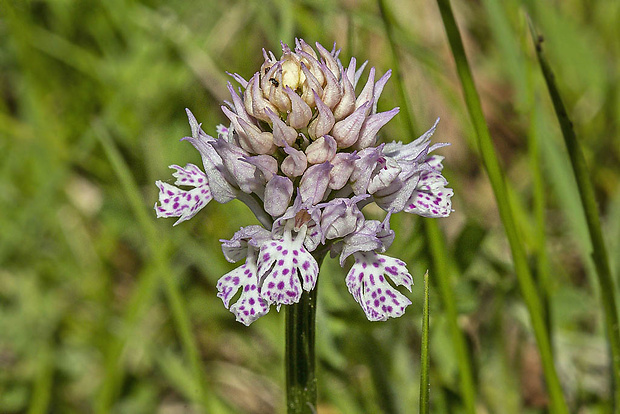 neotinea trojzubá Neotinea tridentata (Scop.) R. M. Bateman, Pridceon et M. W. Chase