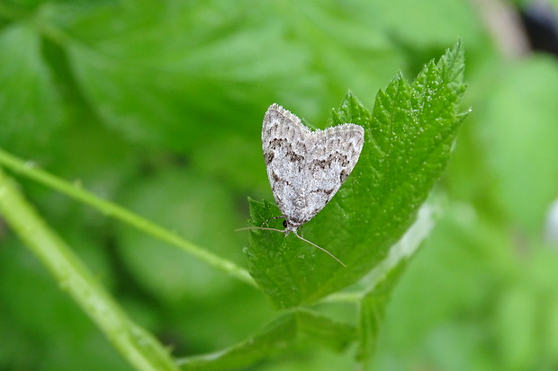 drobnička brusnicová Nola confusalis