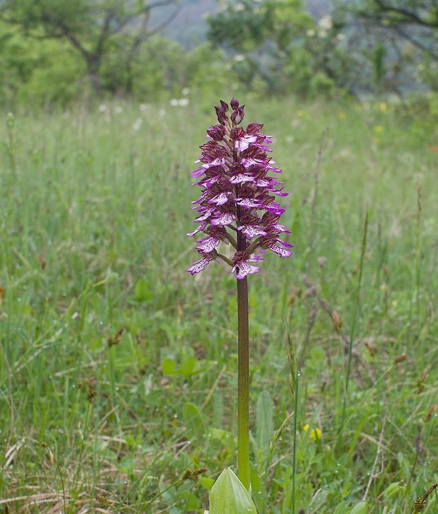 vstavač purpurový Orchis purpurea Huds.