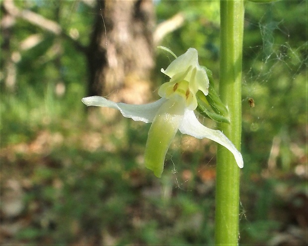 vemenník dvojlistý Platanthera bifolia (L.) Rich.