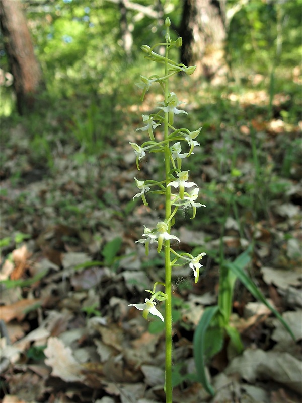 vemenník dvojlistý Platanthera bifolia (L.) Rich.