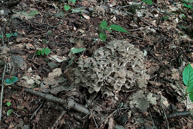 trúdnik klobúčkatý Polyporus umbellatus (Pers.) Fr.