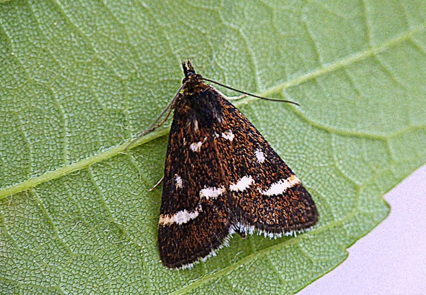 vijačka čierna Pyrausta nigrata