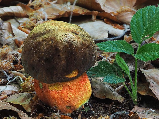 hríb zrnitohlúbikový Sutorius luridiformis (Rostk.) G. Wu & Zhu L. Yang