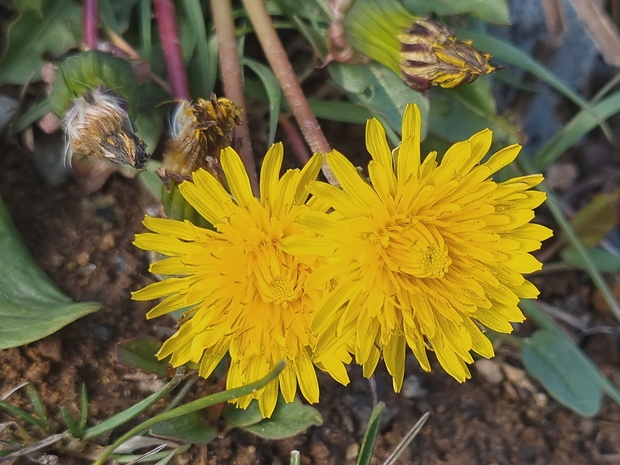 púpava lekárska Taraxacum officinale (L.) Weber ex F.H.Wigg