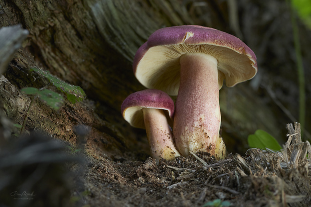 čírovec červenožltý Tricholomopsis rutilans (Schaeff.) Singer