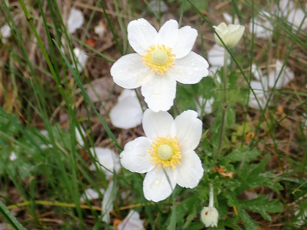 veternica lesná Anemone sylvestris L.