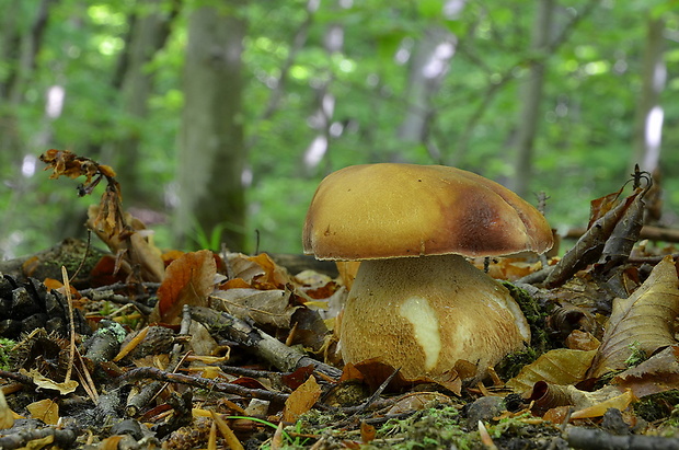 hríb sosnový Boletus pinophilus Pil. et Dermek in Pil.