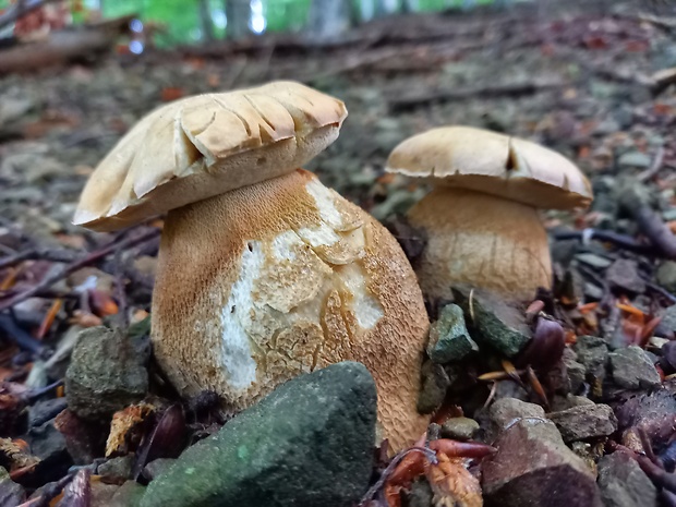 hríb dubový Boletus reticulatus Schaeff.