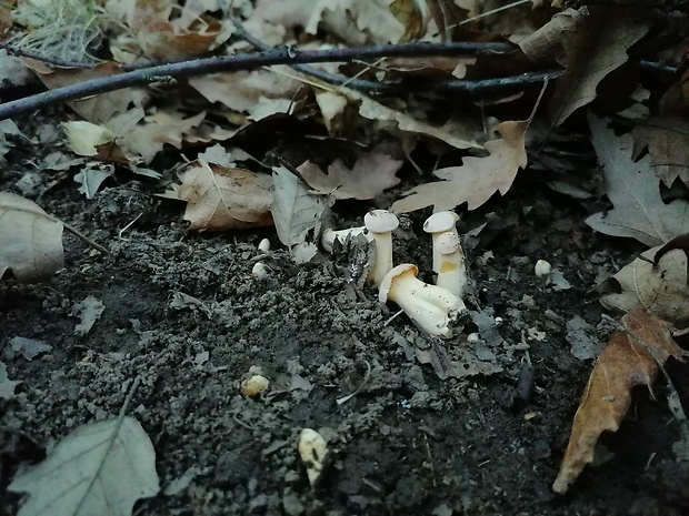 kuriatko bledé Cantharellus pallens Pilát