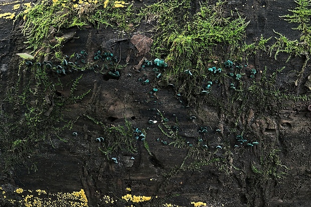 zelenica Chlorociboria sp.