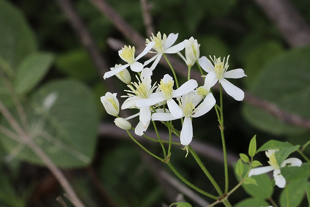 plamienok priamy Clematis recta L.