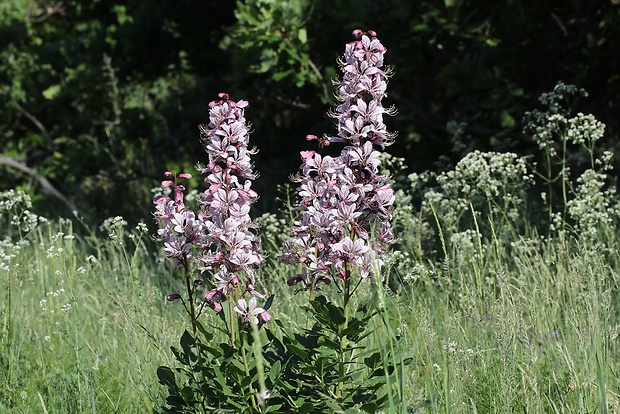 jasenec biely Dictamnus albus L.