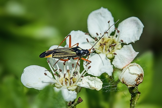 bzdôška Miris striatus