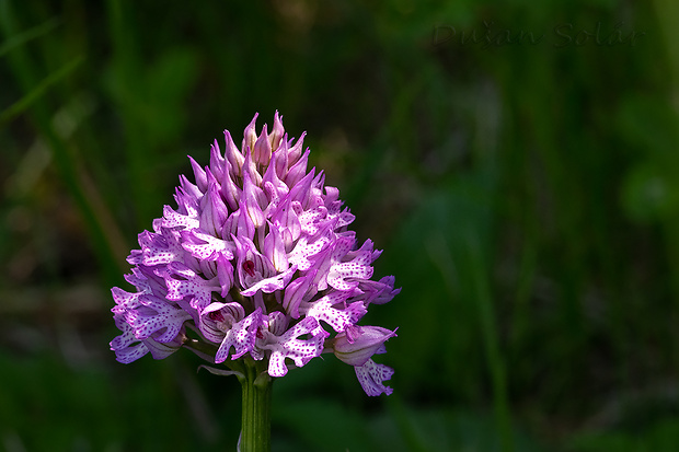 neotinea trojzubá Neotinea tridentata (Scop.) R. M. Bateman, Pridceon et M. W. Chase