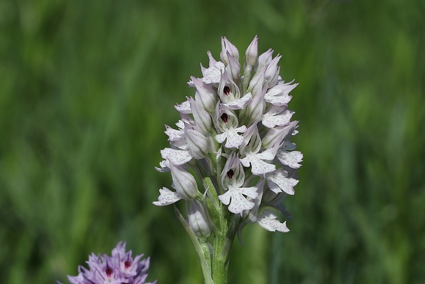 neotinea trojzubá Neotinea tridentata (Scop.) R. M. Bateman, Pridceon et M. W. Chase