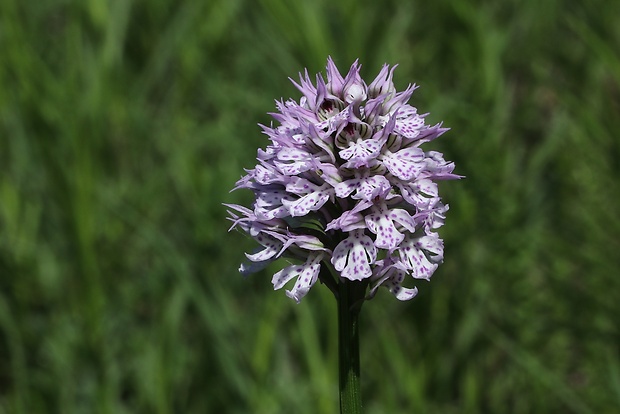 neotinea trojzubá Neotinea tridentata (Scop.) R. M. Bateman, Pridceon et M. W. Chase