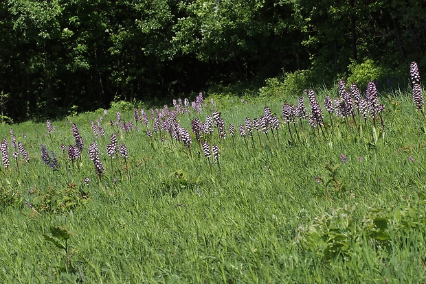 vstavač purpurový Orchis purpurea Huds.