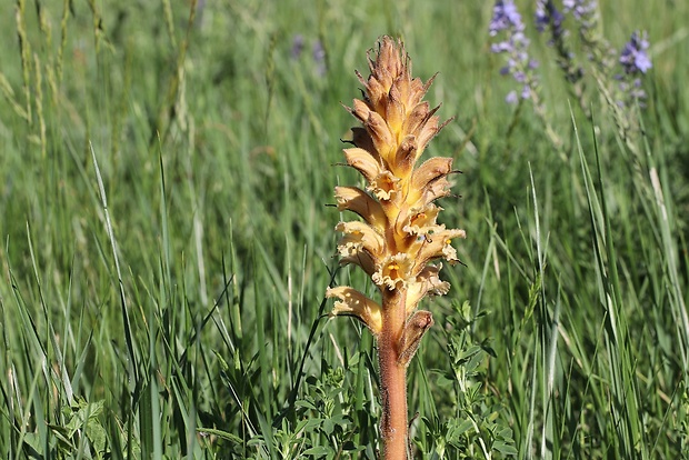 záraza žltá Orobanche lutea Baumg.