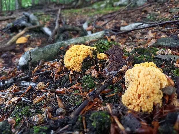 strapačka Ramaria sp.