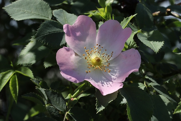 ruža šípová Rosa canina L.