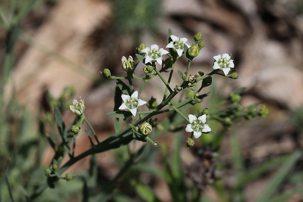 ľanolistník prostredný Thesium linophyllon L.