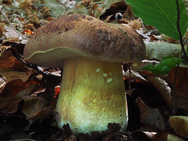 hríb sosnový Boletus pinophilus Pil. et Dermek in Pil.