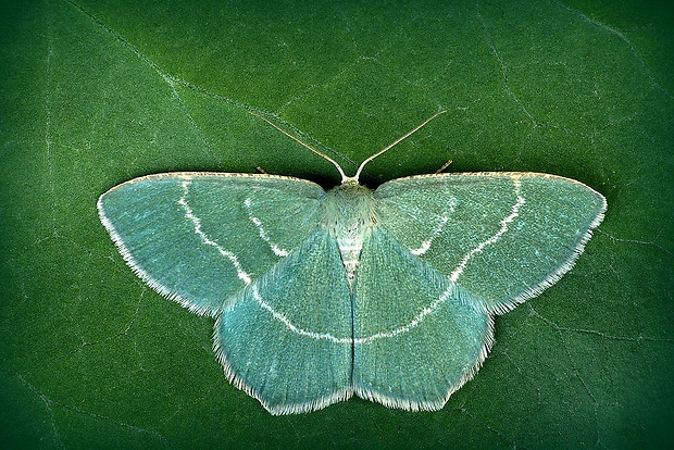 piadivka černicová (sk) / zelenopláštník lískový (cz) Chlorissa cloraria (Hübner, 1813)