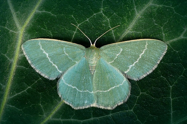 piadivka vresovisková (sk) / zelenopláštník hlohový (cz) Chlorissa viridata (Linnaeus, 1758)