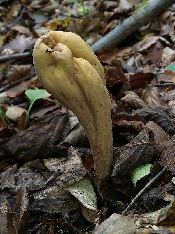 kyjak obrovský Clavariadelphus pistillaris (Fr.) Donk