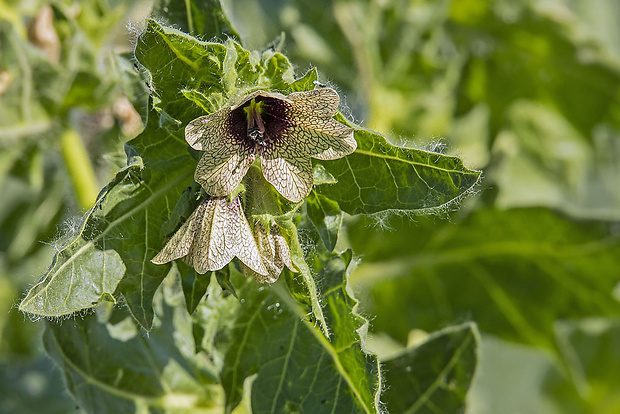 blen čierny Hyoscyamus niger L.