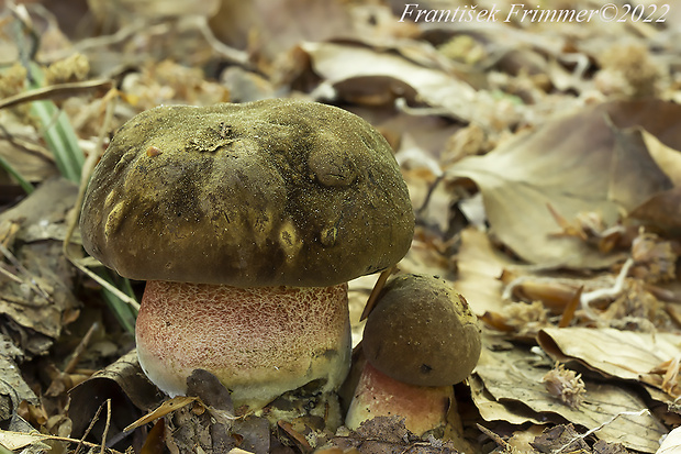 hríb zrnitohlúbikový Sutorius luridiformis (Rostk.) G. Wu & Zhu L. Yang