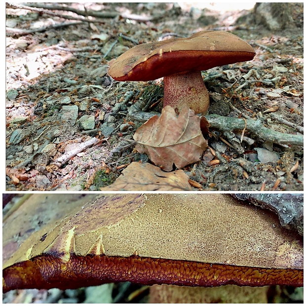 hríb zrnitohlúbikový Sutorius luridiformis (Rostk.) G. Wu & Zhu L. Yang