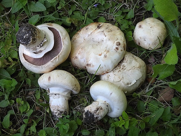 pečiarka obyčajná Agaricus bitorquis (Quél.) Sacc.