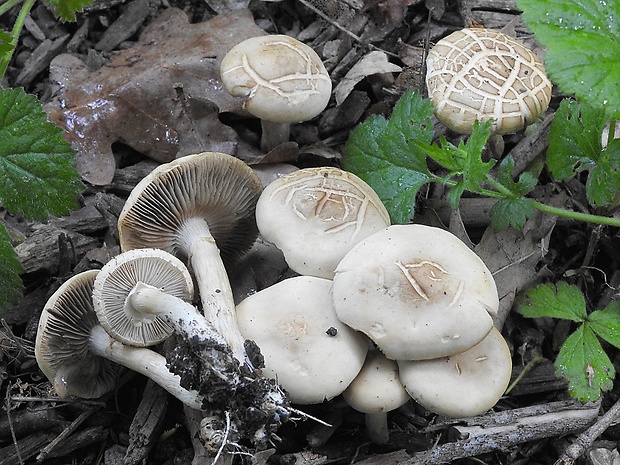 poľnička tvrdá Agrocybe dura (Bolton) Singer