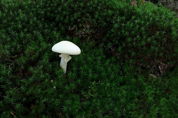 muchotrávka Amanita sp.