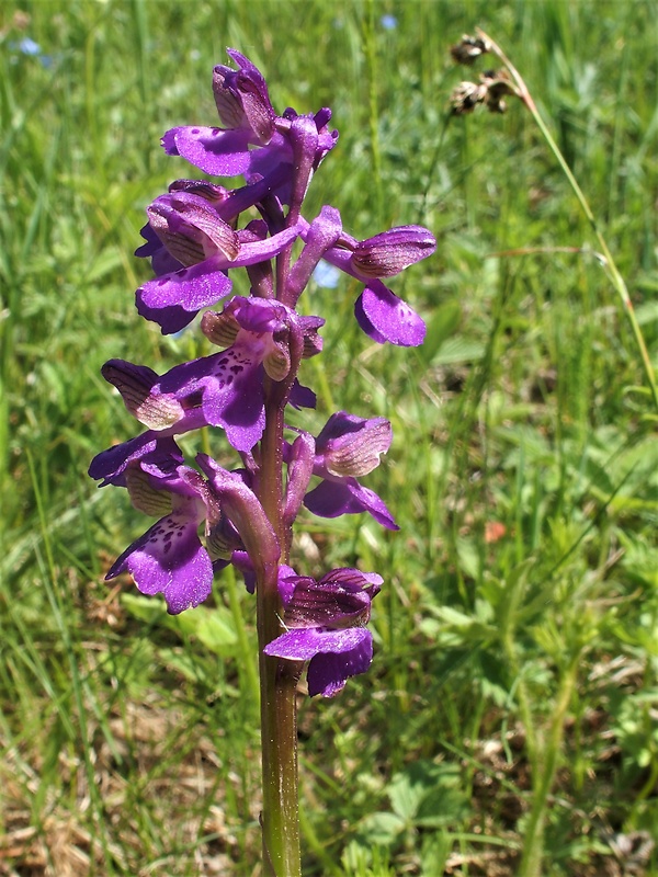 červenohlav obyčajný Anacamptis morio (L.) R. M. Bateman, A. M. Pringeon & M. W. Chase