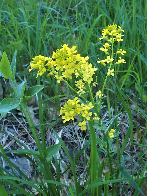 barborka sp. Barbarea sp (Mill.) Druce