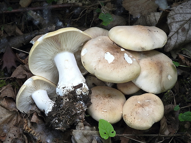 čírovnica májová Calocybe gambosa (Fr.) Donk