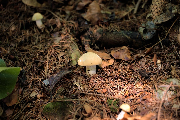 čírovnica májová Calocybe gambosa (Fr.) Donk