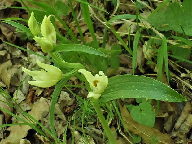 prilbovka biela Cephalanthera damasonium (Mill.) Druce