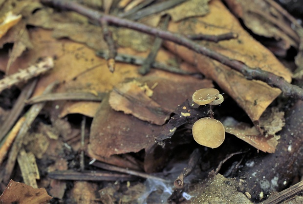 jahňadka hrdzavá Ciboria rufofusca (O. Weberb.) Sacc.