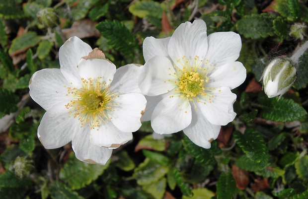 dryádka osemlupienková Dryas octopetala L.