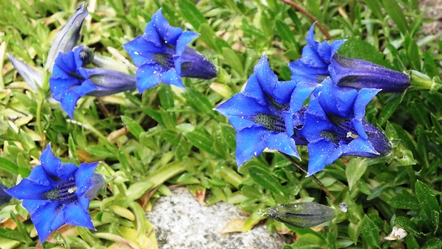 horec kochov Gentiana acaulis L.