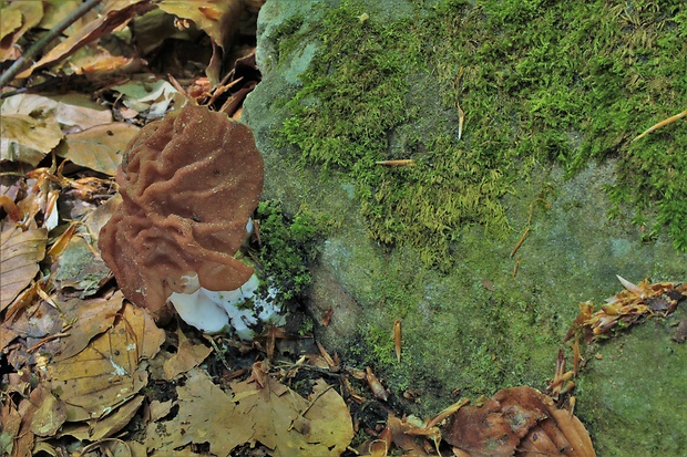 ušiak Gyromitra sp.