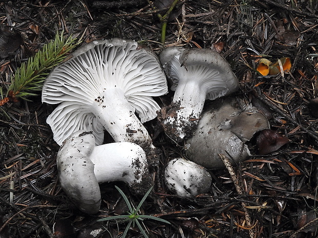 šťavnačka marcová Hygrophorus marzuolus (Fr.) Bres.