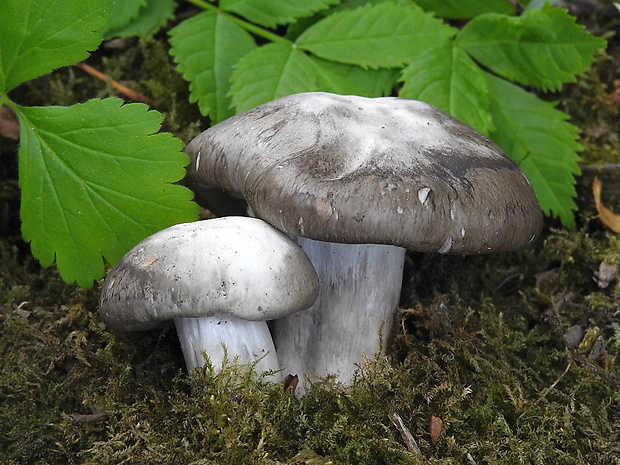 šťavnačka marcová Hygrophorus marzuolus (Fr.) Bres.