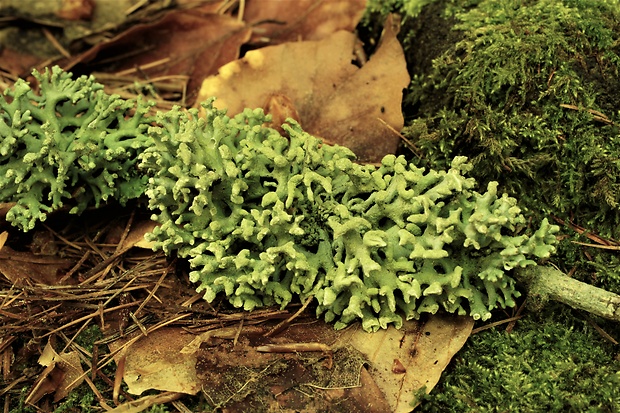 diskovka rúrkovitá Hypogymnia tubulosa (Schaer.) Hav.